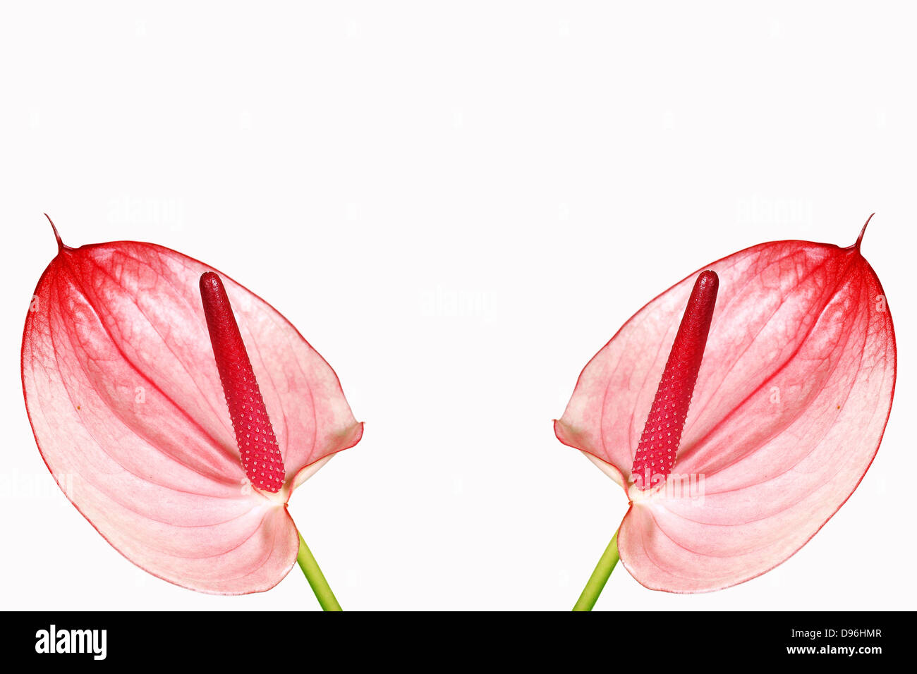 Fleurs rose Banque D'Images
