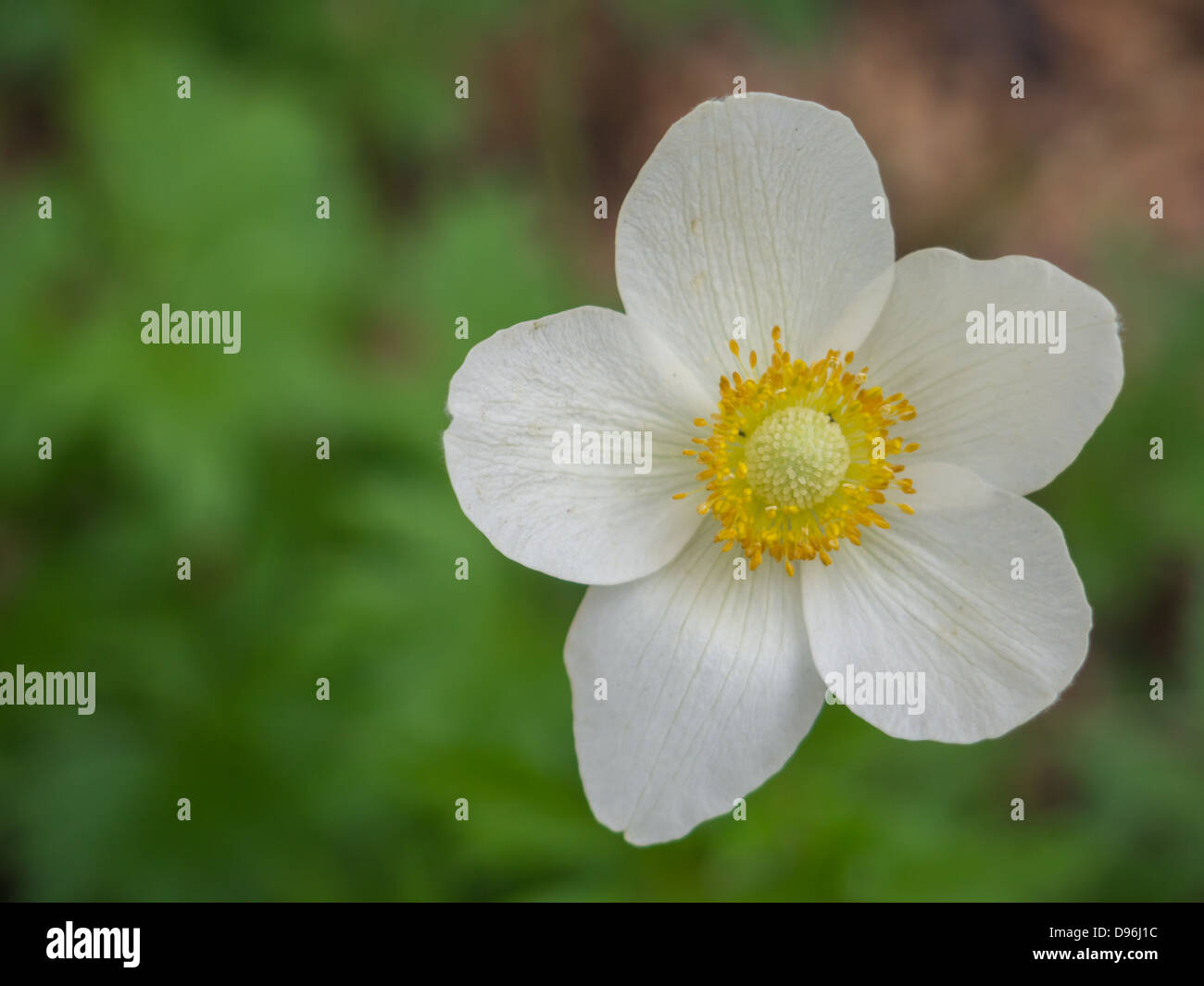 Five petal Banque de photographies et d'images à haute résolution - Alamy