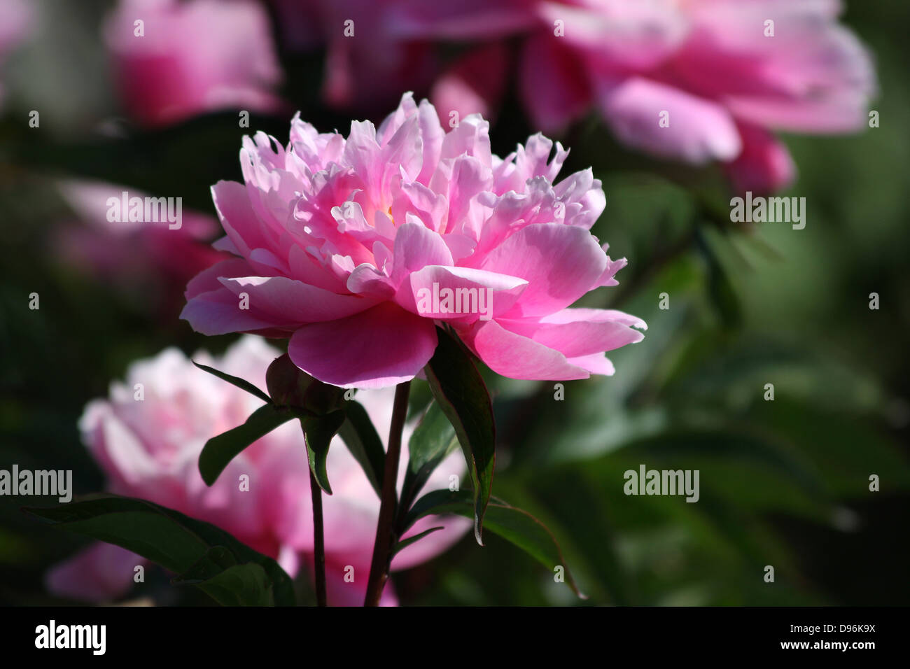 La pivoine pivoines rose, avec des fleurs ouvertes Banque D'Images