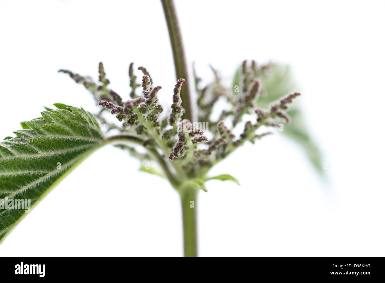 Gros plan d'une usine d'Ortie ( Urtica dioica ) sur un fond blanc. Banque D'Images