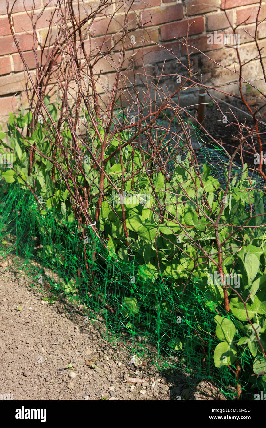Jardin des plantes de pois en grandissant des brindilles dans un jardin anglais. Banque D'Images