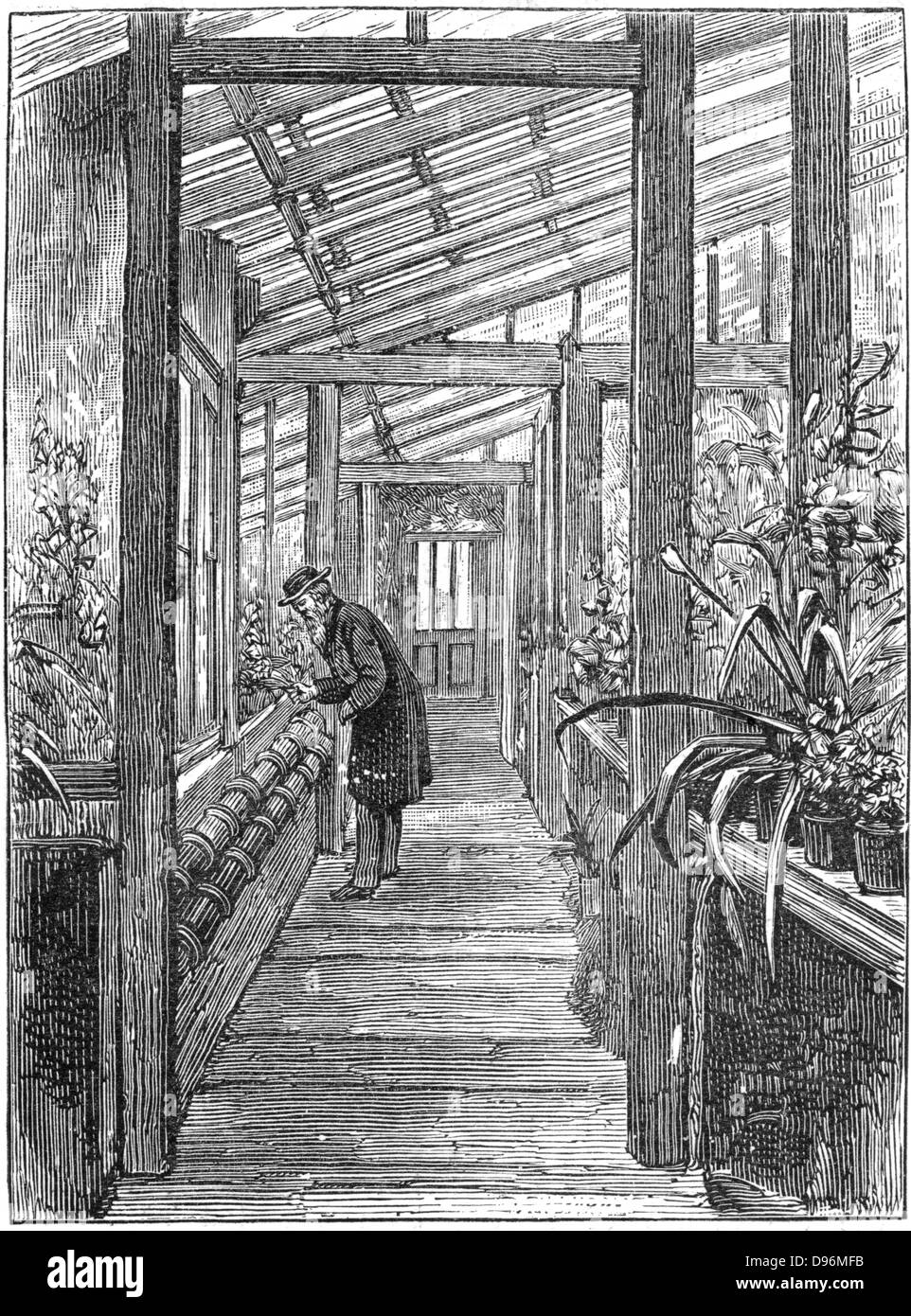 Charles Darwin (1809-1882), naturaliste anglais. L'évolution par sélection naturelle. Darwin à l'œuvre dans sa serre à Down House, près de Beckenham, Kent. Gravure Banque D'Images