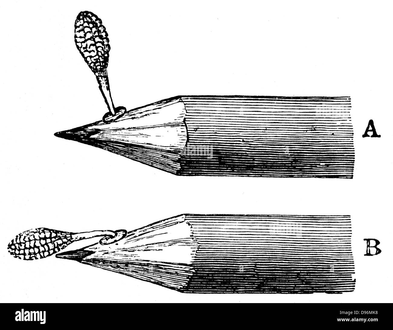 Orchis mascula masse de pollen lorsque premier attaché (A) et après la dépression (B). De Charles Darwin 'Les différents organes par lesquels les orchidées sont fécondées par des insectes, Londres, 1899 (deuxième édition) Banque D'Images