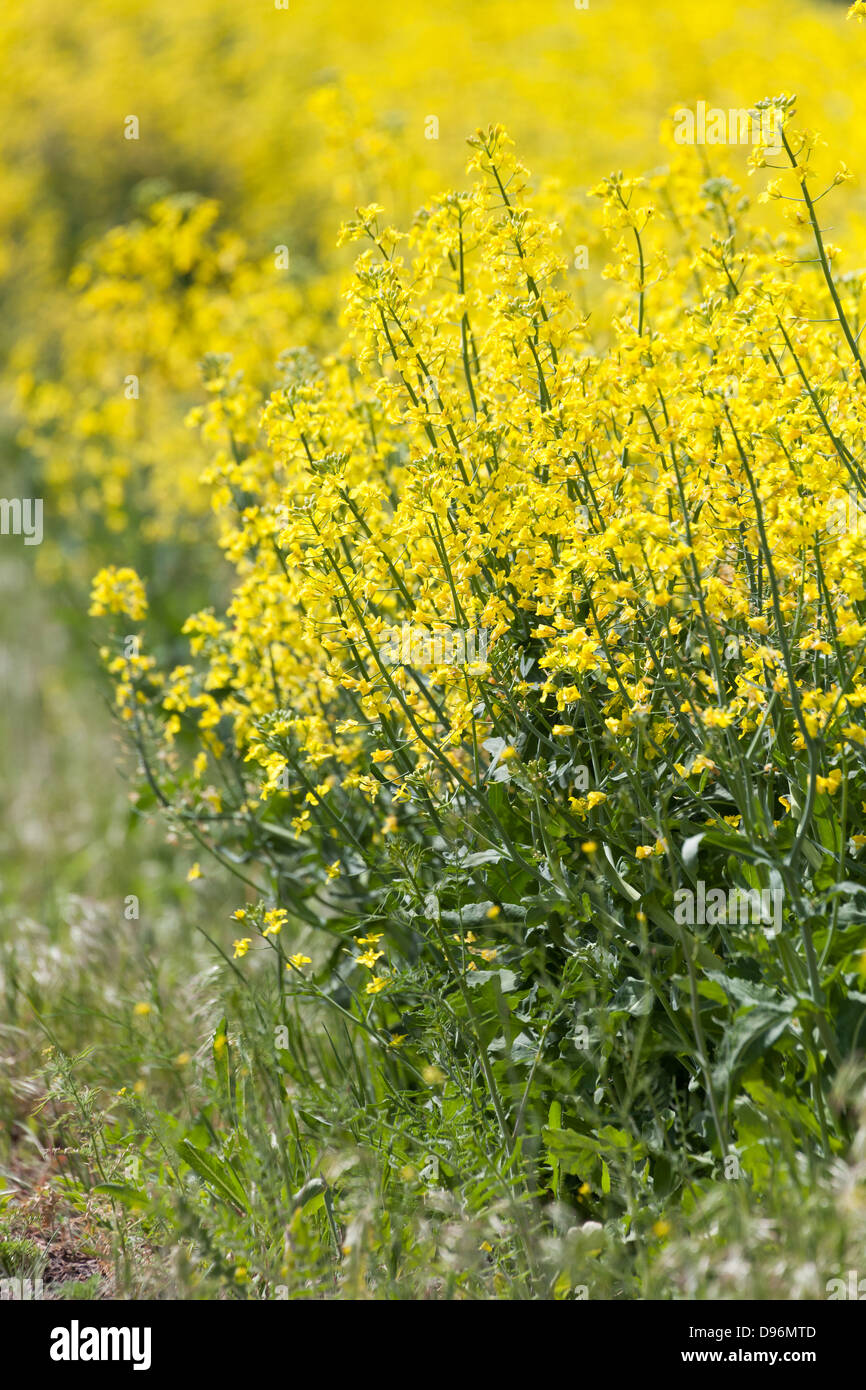 Canola jaune fleur pour l'utilisation d'arrière-plan Banque D'Images