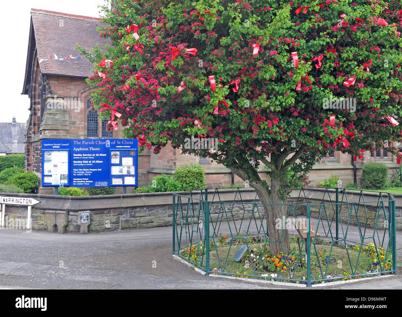 Le célèbre arbre épineux à Appleton Thorn, village au sud de l'Angleterre Warrington, habillé pour l'assemblée annuelle Juin 'Bawming le Thorn' Banque D'Images
