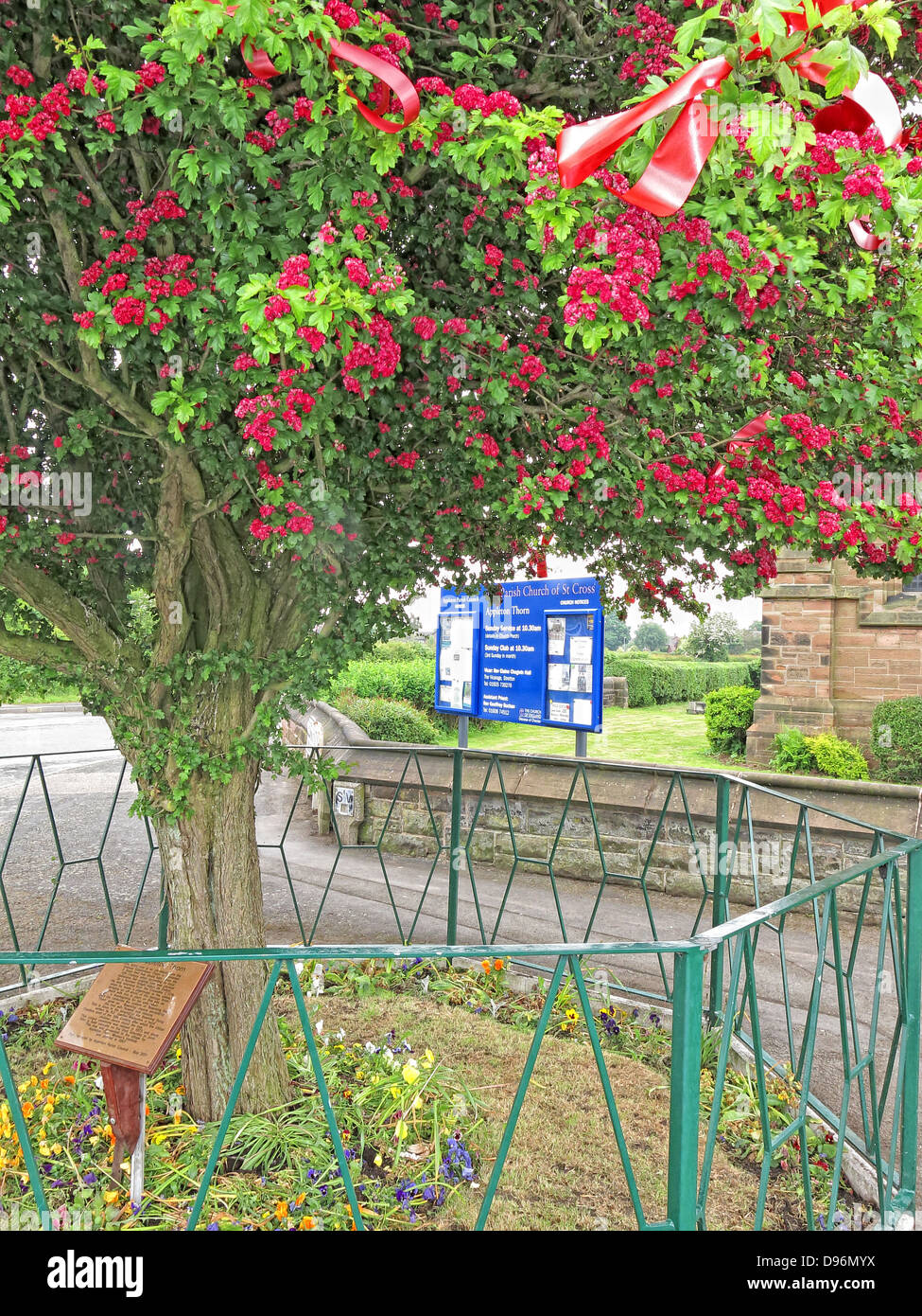 Le célèbre arbre épineux à Appleton Thorn, village au sud de l'Angleterre Warrington, habillé pour l'assemblée annuelle Juin 'Bawming le Thorn' Banque D'Images