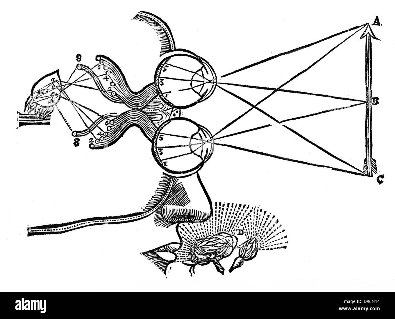 Descartes' illustration de la coordination des sens. Voyages de stimulation visuelle de l'oeil à l'épiphyse, H, arrête l'attention accordée à stimulus olfactif. De René Descartes 'Opera Philosophica", Frankfurt-am-Main, 1692. Initialement publié dans son "Tractatus de homine', Paris, 1664. Gravure sur bois Banque D'Images