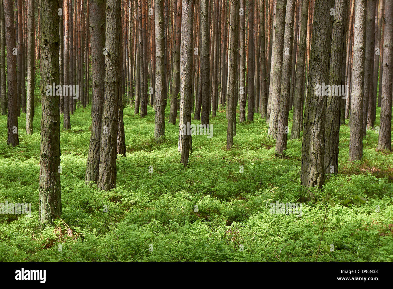 Forêt de pins (Pinus sylvestris). Temps de printemps. Banque D'Images