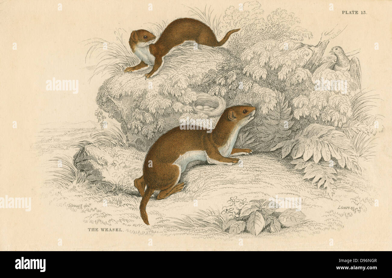 La belette (Mustela nivalis Putorius/vulgaris) le plus petit carnivore d'Europe. Souvent confondu avec son grand par rapport l'Hermine (Mustela erminea), une certaine confusion a exprimé dans la pays en disant "UNE weasily Hermine est reconnu, alors qu'une belette est différent. stoatallly' de 'british' Augurais, W MacGillivray, (Édimbourg, 1828), l'un des volumes de William Jardine's Naturalist's Library Series. La main, la gravure. Banque D'Images