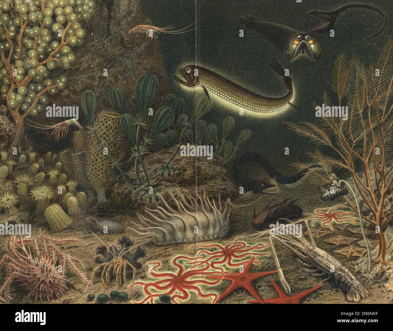Vue d'artiste de scène en haute mer avec des poissons lumineux. Certaines des créatures présentés ici ont été élevés dans les dragues pendant les expéditions océanographiques du 'travailleur' c1880, y compris l'Eurypharynx pelecanoides (en haut à droite). Henri Milne-Edwards (1800-1885). À partir de 'ie', Naturkrafte M Wilhelm Meyer (Leipzig, 1903). Chromolithographie. Banque D'Images
