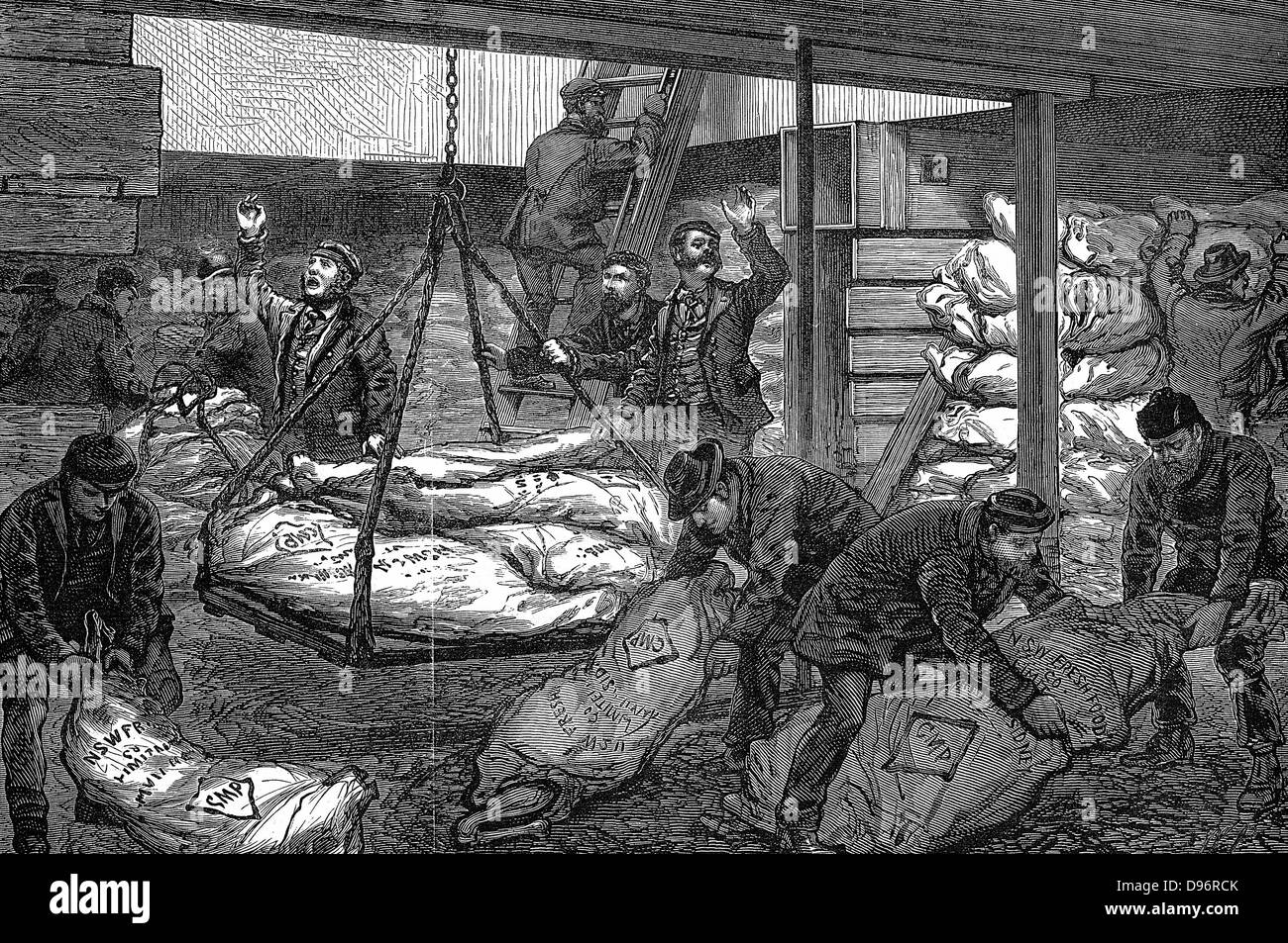 Le déchargement de la viande congelée de Sydney, en Australie, dans le sud-ouest de l'Inde Dock, Millwall, Londres. Tenir des "Catania", qui a quitté le 28 août avec près de 120 tonnes de viande. Équipé de machines de réfrigération de Haslam. Envoyé par fret McIlwraith, McEacharn & Co qui peu avant l'avait envoyé dans la première expédition historique trathleven «'. La gravure sur bois de novembre 1881. L'Australie a offert de réfrigération de grandes possibilités de développer les exportations de viande. Avant cela, la majorité des carcasses ont été rendus en bas et exportés comme des sous-produits tels que le suif. Banque D'Images