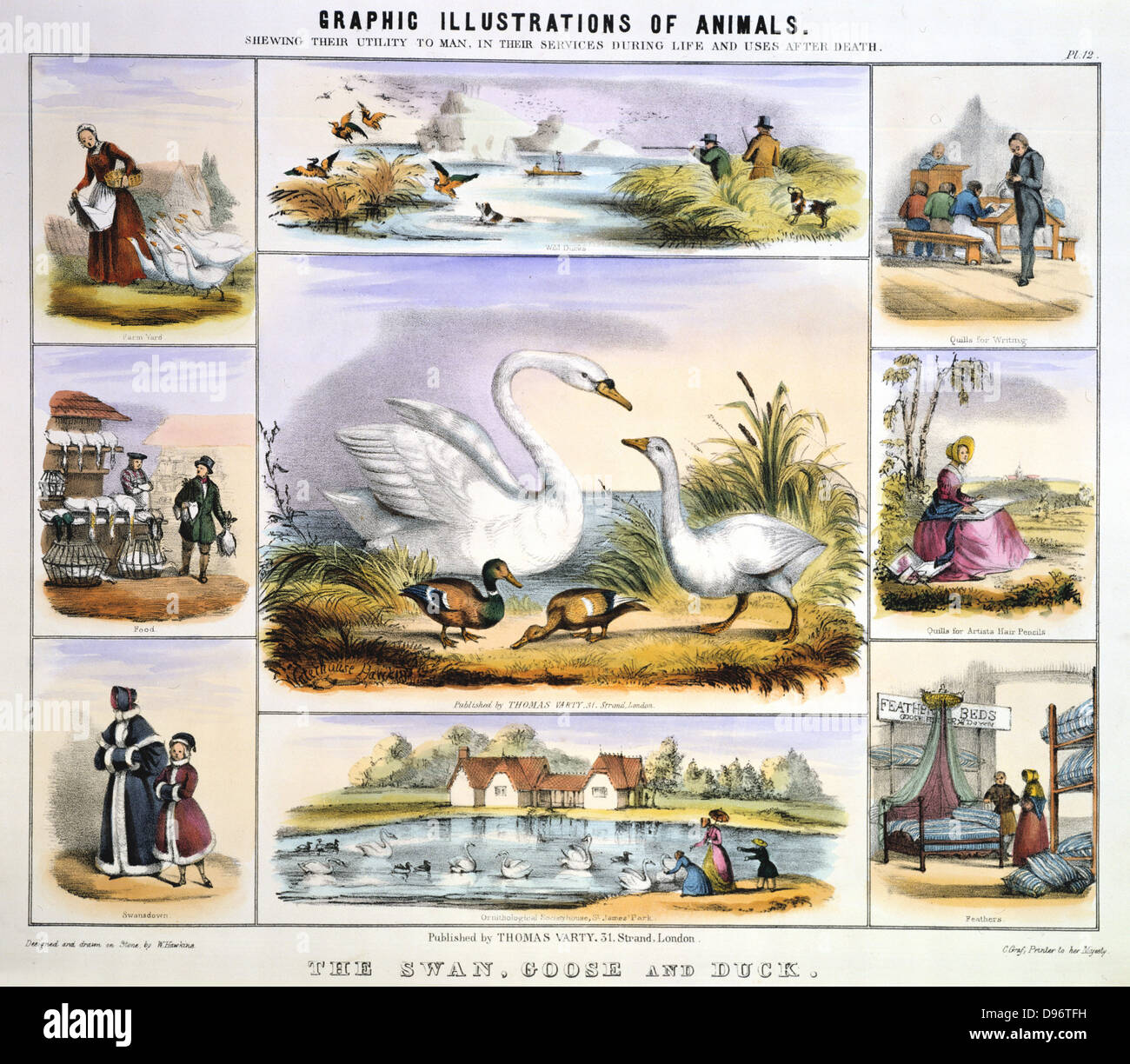 Canards, oies et cygnes. Wildfowling ; ferme ; alimentation ; Swansdown parage : plume : lit de plumes ornementales : oiseaux aquatiques. La main, lithographie de Waterhouse Hawkins publié Londres c.1850. À partir de 'l'illustration d'animaux et de leur utilité pour l'homme". Banque D'Images