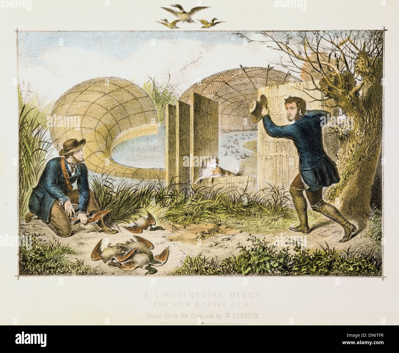 Le Lincolnshire Duck Decoy montrant fin et Vue de face. Decoyed canard sauvage dans la bouche de fossé ou d'un courbe couvrant net 'pipe'. Chien formés pour conduire l'oiseau à l'extrémité étroite où les oiseaux ont été capturés et tués. Une pratique courante sur le Cambridgeshire Fens et Norfolk Broads. La plupart des oiseaux ont été envoyés à la marché de Londres. Lithographie coloriée au c1845. Banque D'Images Le Lincolnshire Duck Decoy montrant fin et Vue de face. Decoyed canard sauvage dans la bouche de fossé ou d'un courbe couvrant net 'pipe'. Chien formés pour conduire l'oiseau à l'extrémité étroite où les oiseaux ont été capturés et tués. Une pratique courante sur le Cambridgeshire Fens et Norfolk Broads. La plupart des oiseaux ont été envoyés à la marché de Londres. Lithographie coloriée au c1845. Banque D'Images