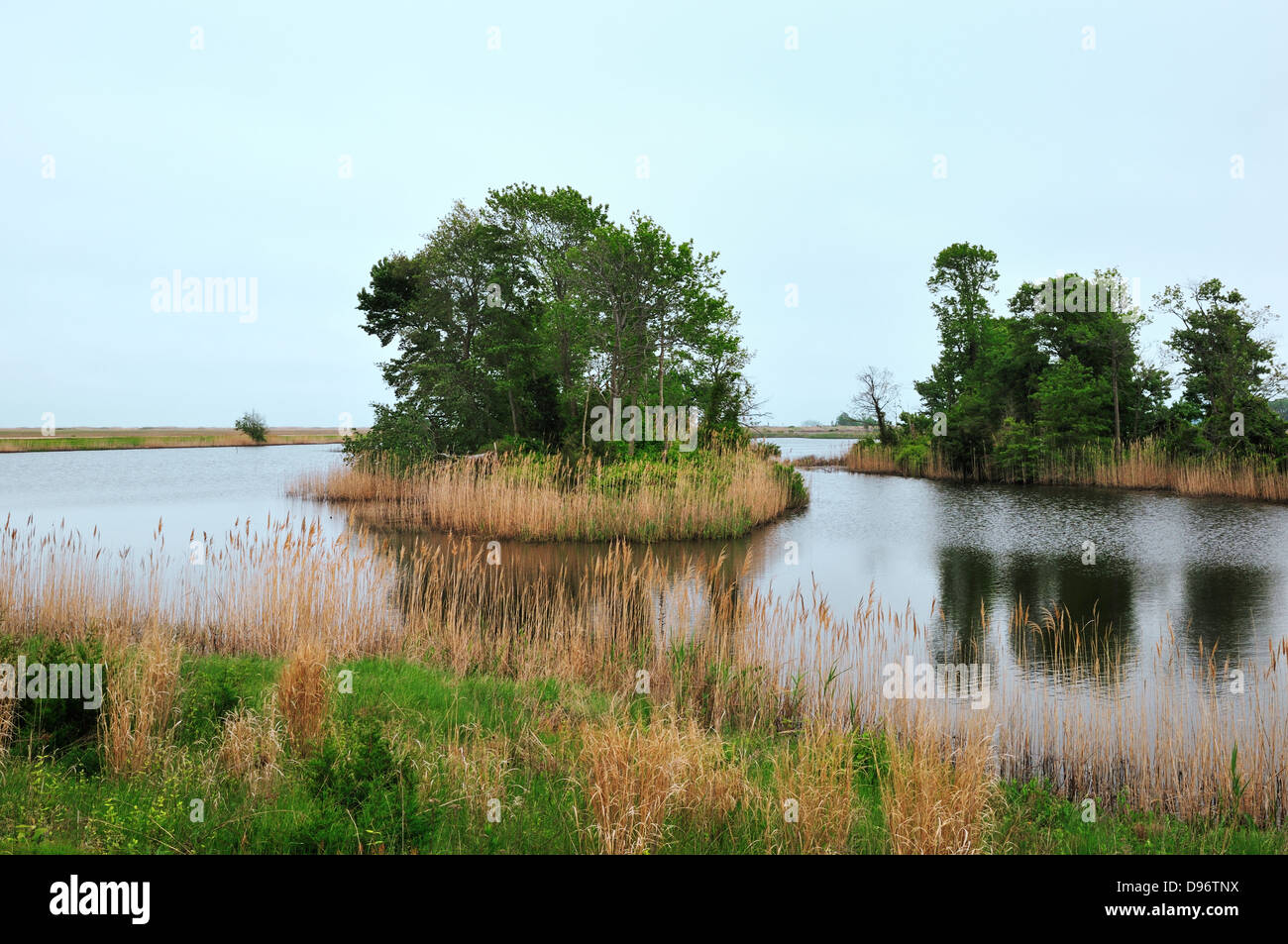 Le marais de marée, Bombay Hook National Wildlife Refuge, Smyrna, Tennessee Banque D'Images