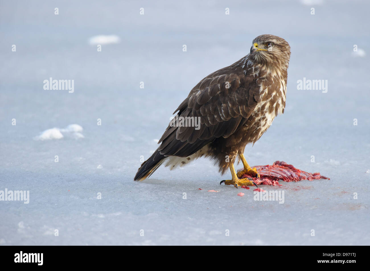Maeusebussard, Buse variable, Buteo buteo Banque D'Images