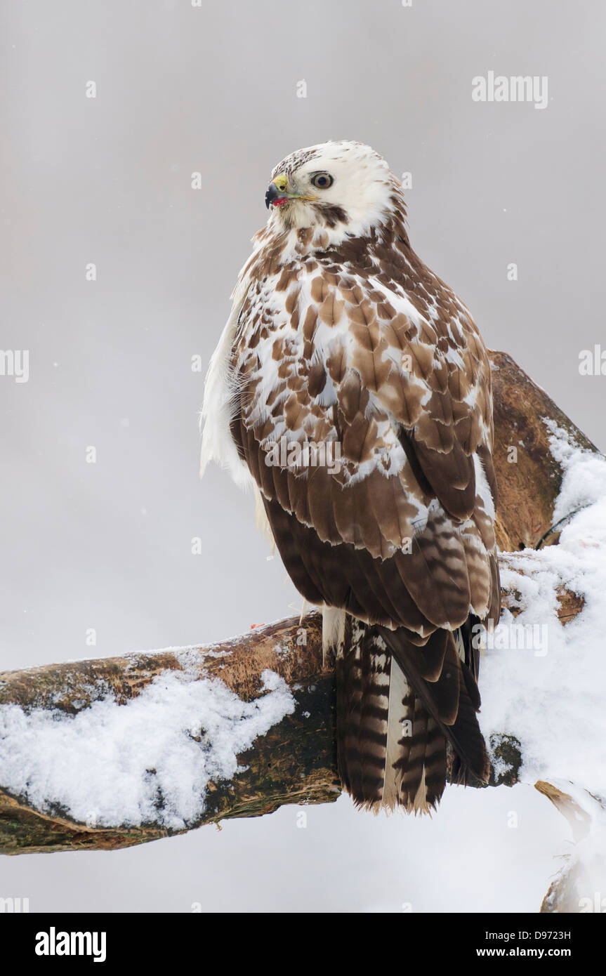 Maeusebussard, Buse variable, Buteo buteo Banque D'Images