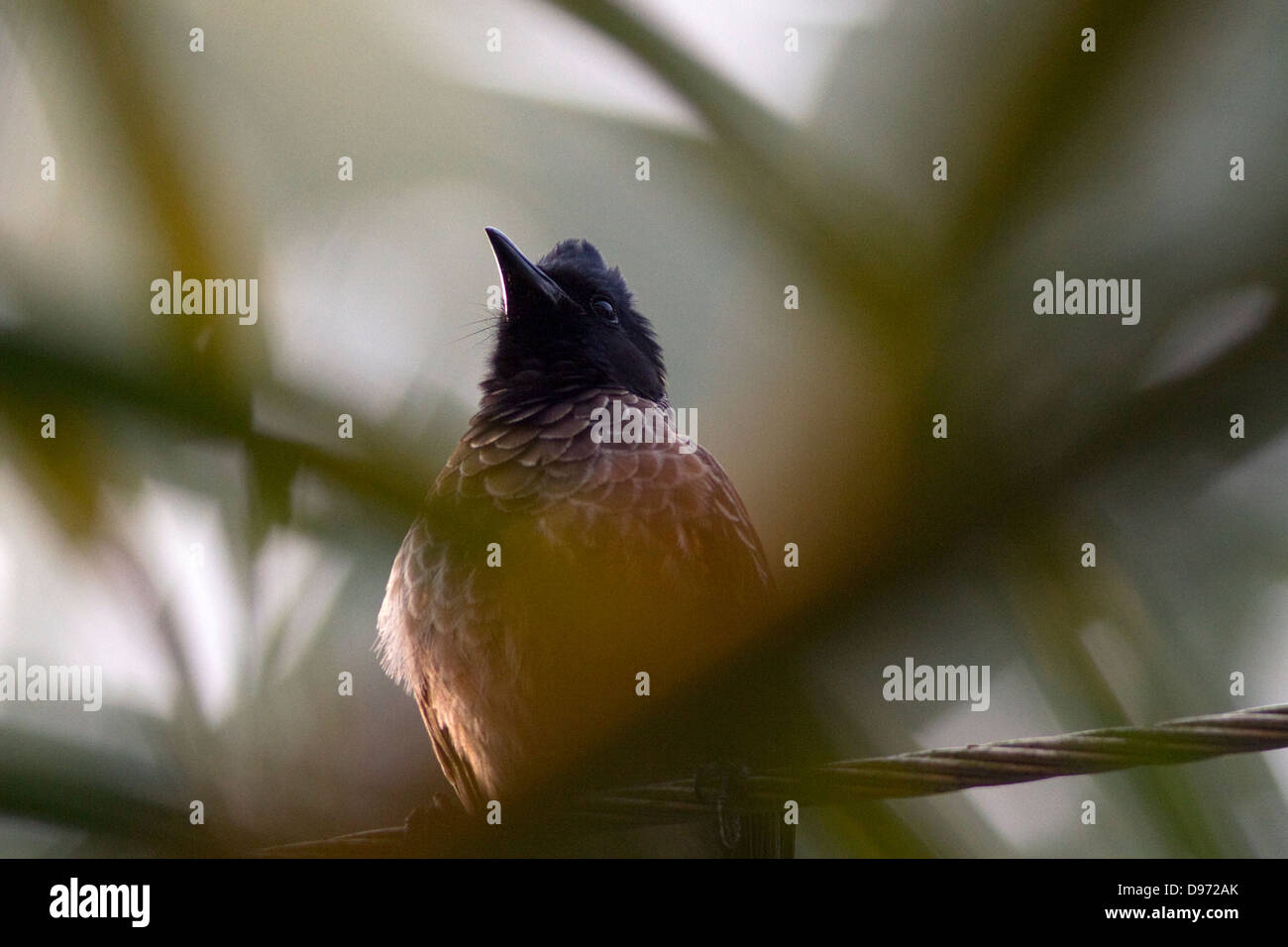 Oiseau sur un fil Banque de photographies et d’images à haute résolution Alamy
