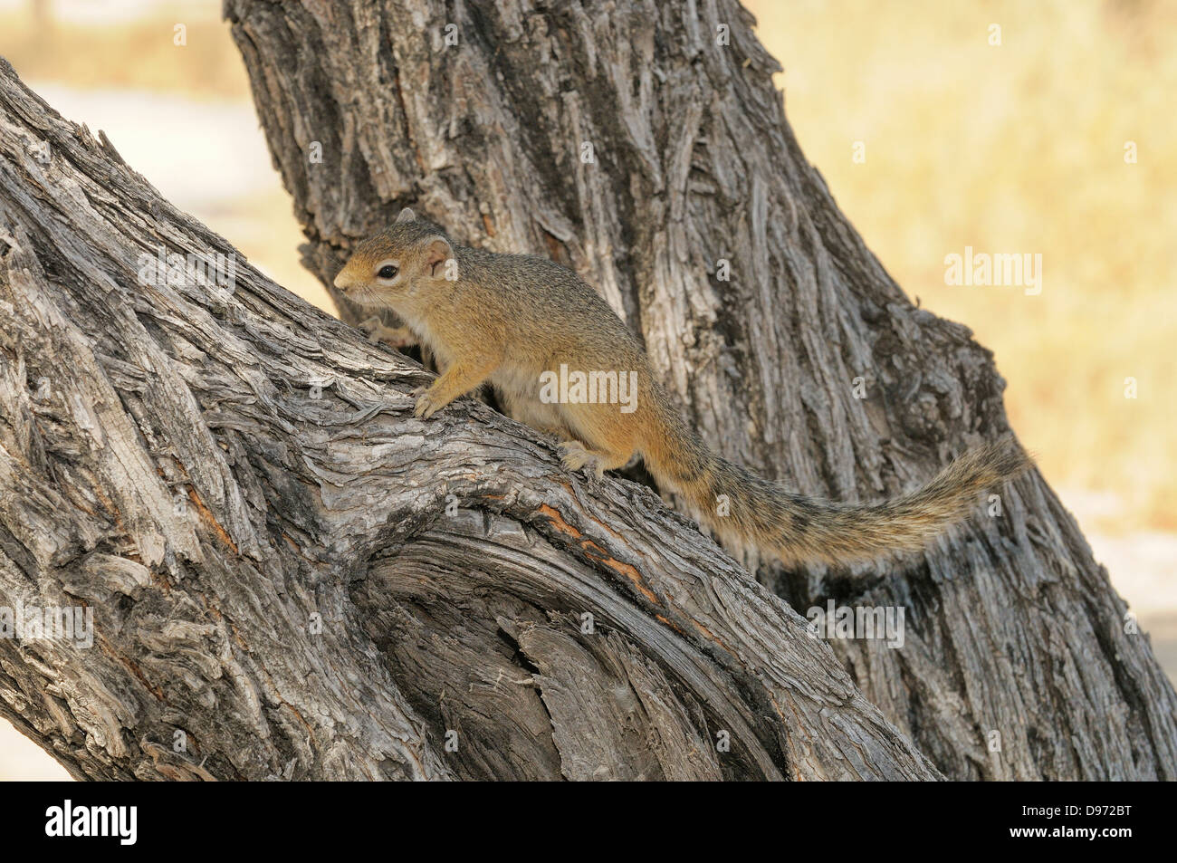 Écureuil arbre (Smith's Bush Squirrel Paraxerus cepapi) photographié dans le parc national d'Etosha, Namibie Banque D'Images Écureuil arbre (Smith's Bush Squirrel Paraxerus cepapi) photographié dans le parc national d'Etosha, Namibie Banque D'Images
