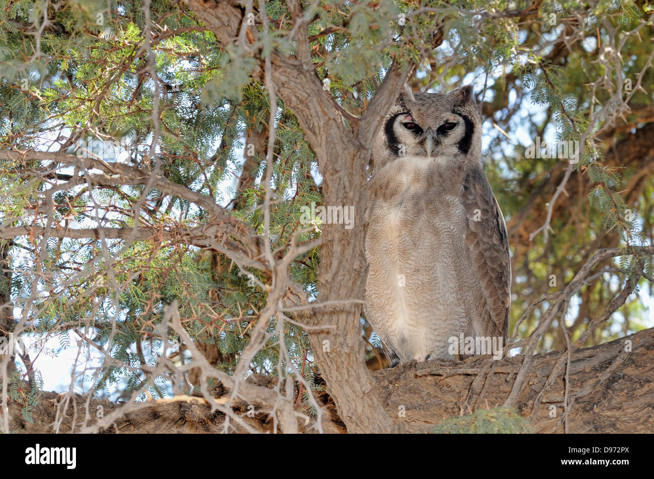 Grand-duc de verreaux Bubo lacteus photographié dans le parc transfrontalier Kgalagadi National Park, Afrique du Sud Banque D'Images