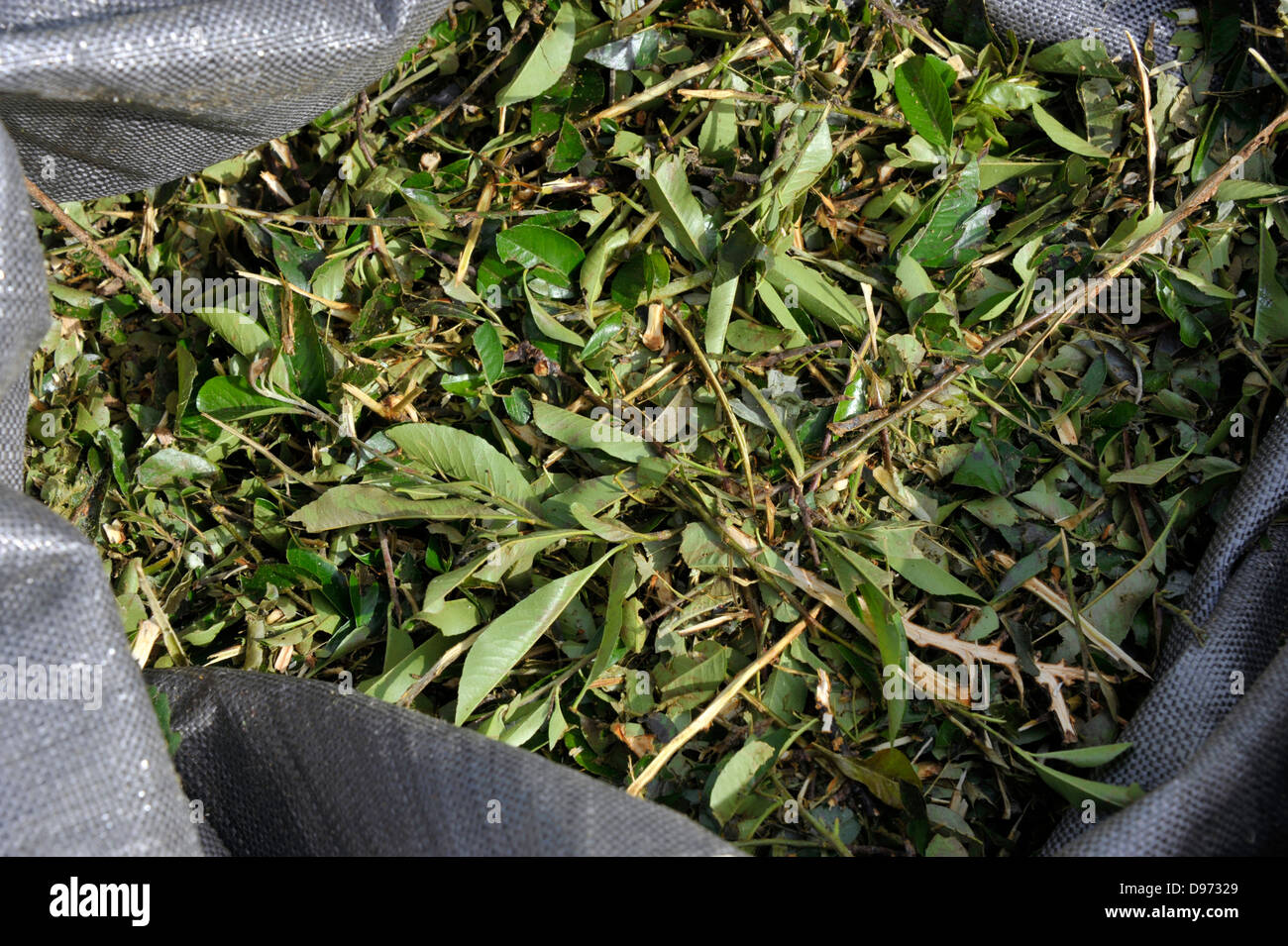 Des boutures d'arbustes broyés dans un sac prêt pour le compost ou le paillage. Banque D'Images