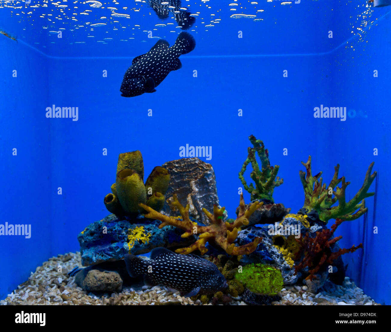 Les aquariums colorés dans l'Ocean Park de Manille, Philippines Banque D'Images
