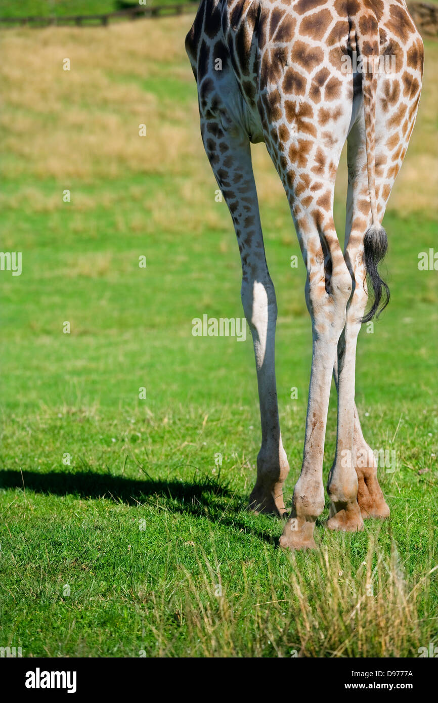 Girafe (Giraffa camelopardalis). Jambes Banque D'Images