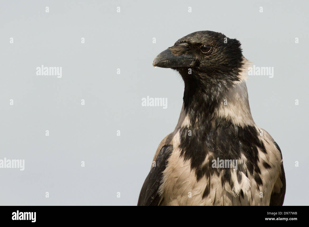Hooded Crow ; Corvus cornix, Isle of Mull, Scotland Banque D'Images