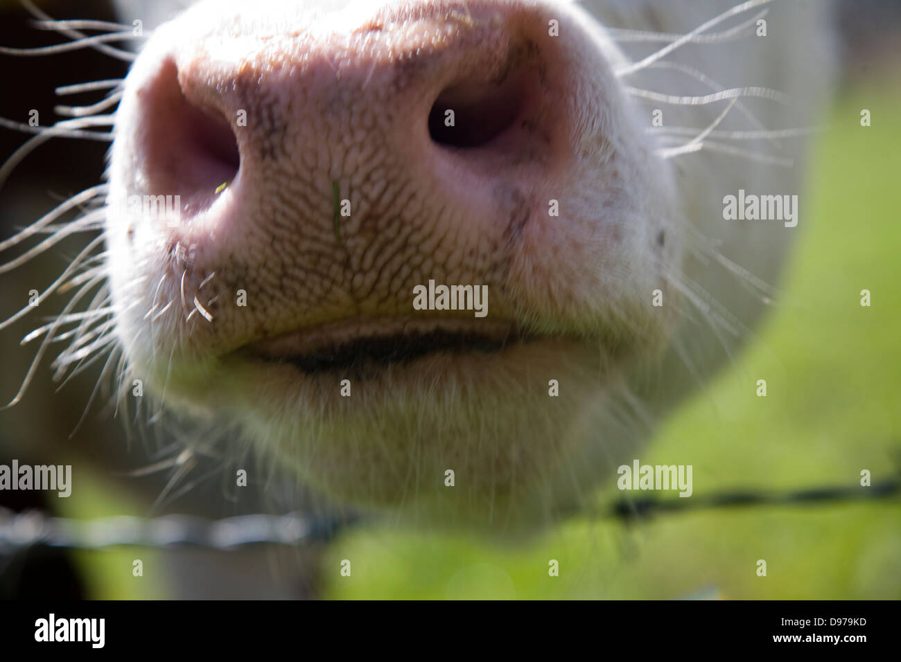 Close up of wet nose de vache Hereford à Chillesford marais, Suffolk, Angleterre Banque D'Images