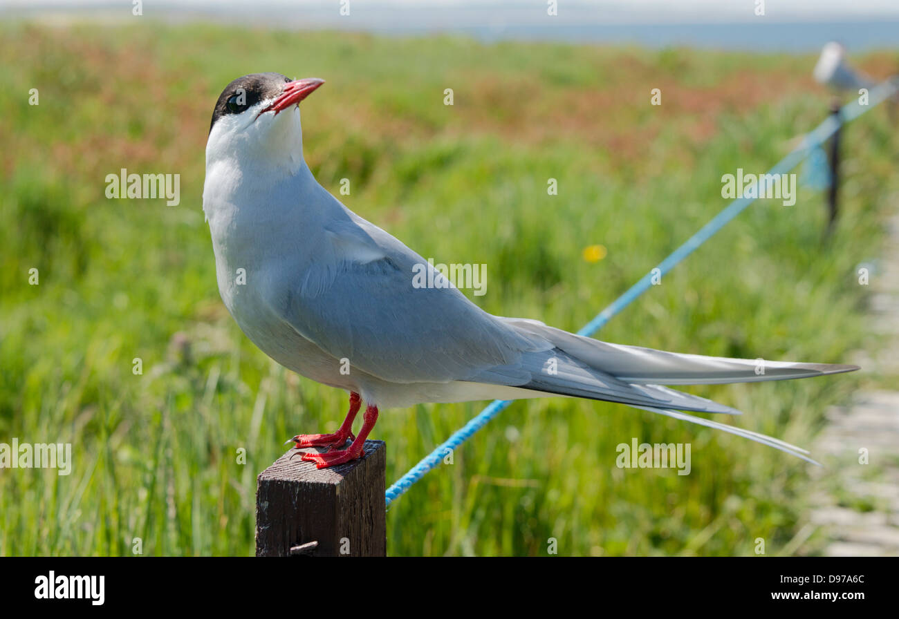 Sterne arctique (Sterna paradisaea) Banque D'Images