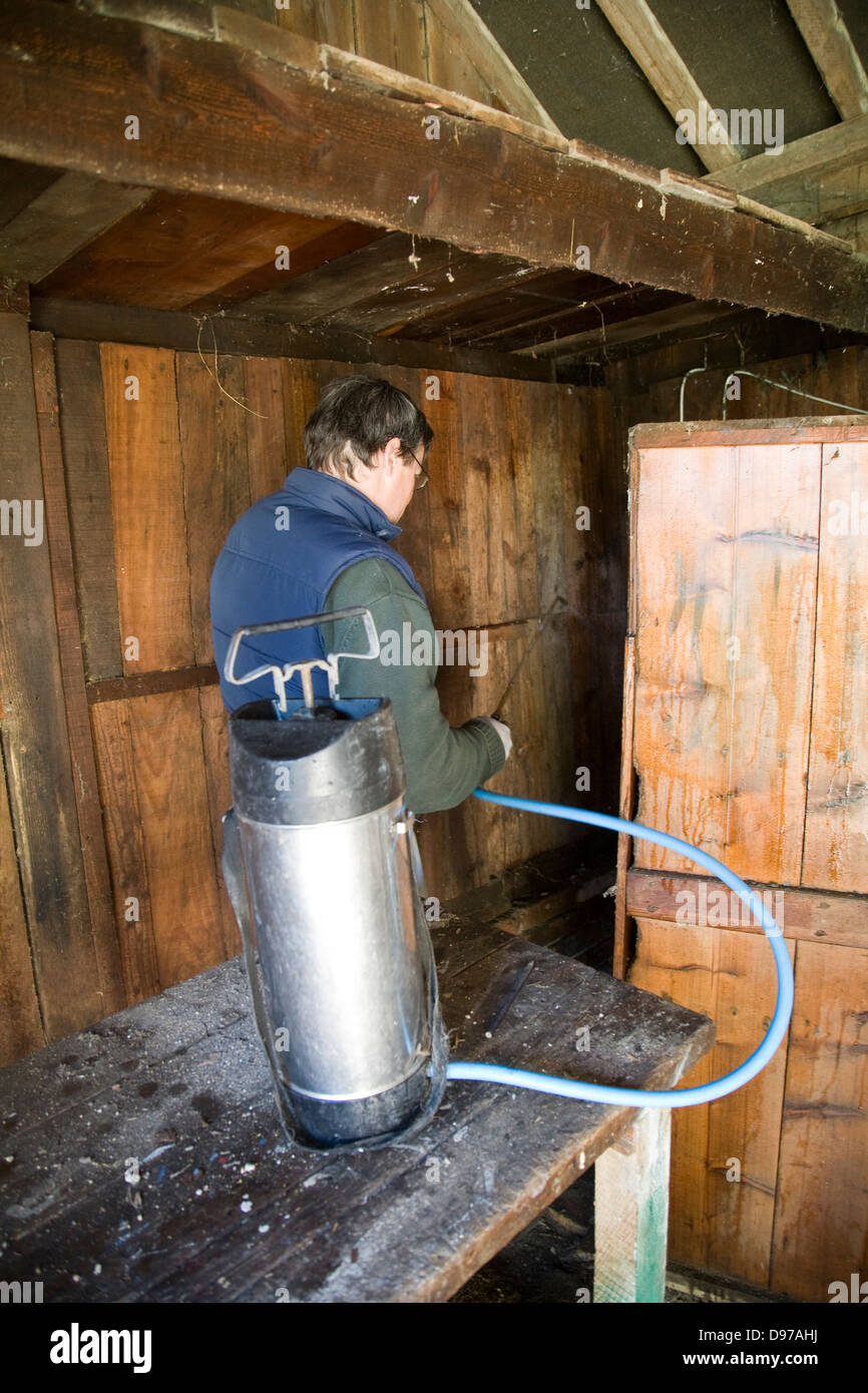 Le traitement de l'homme dans une grange en bois woodworm golf polo avec bore spray, UK Banque D'Images