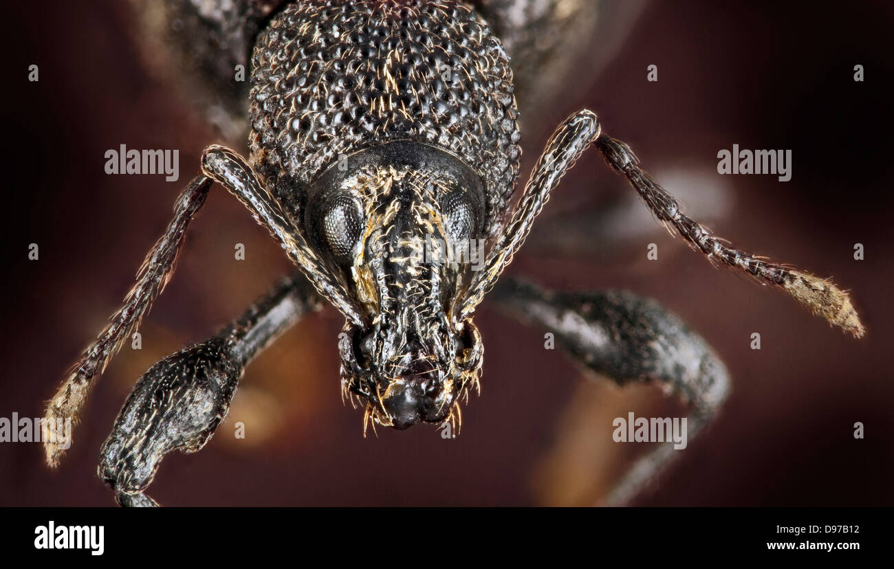 Charançon de la vigne Otiorhynchus sulcatus, Banque D'Images