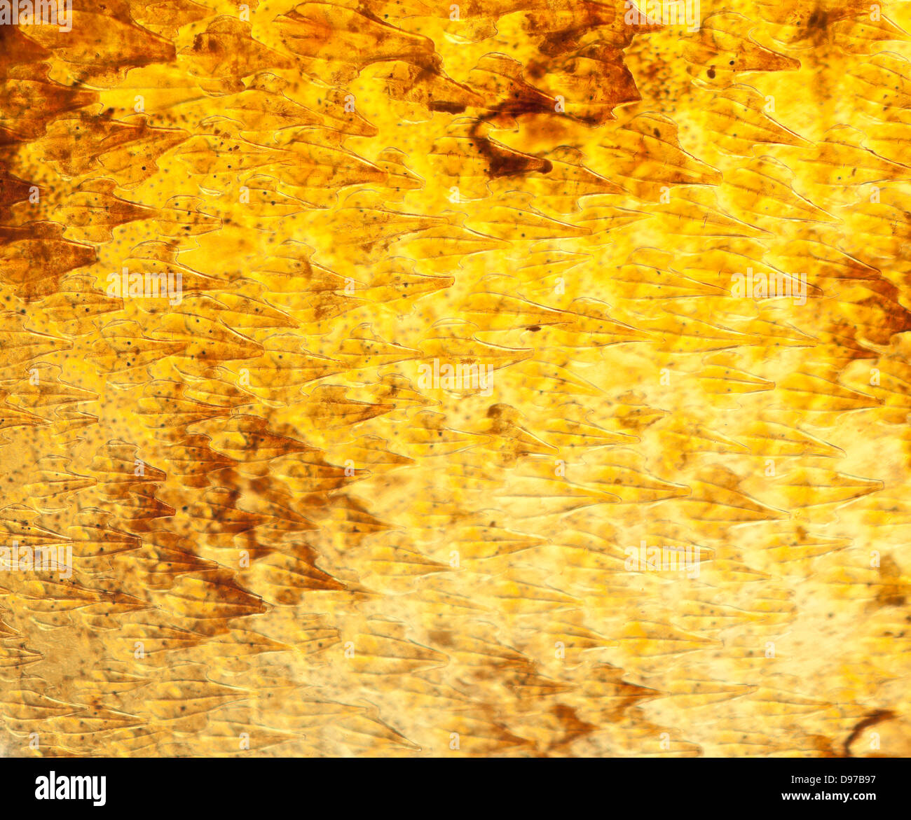 L'aiguillat, Squalus acanthias. Macro close-up de la peau, lumière transmise Banque D'Images