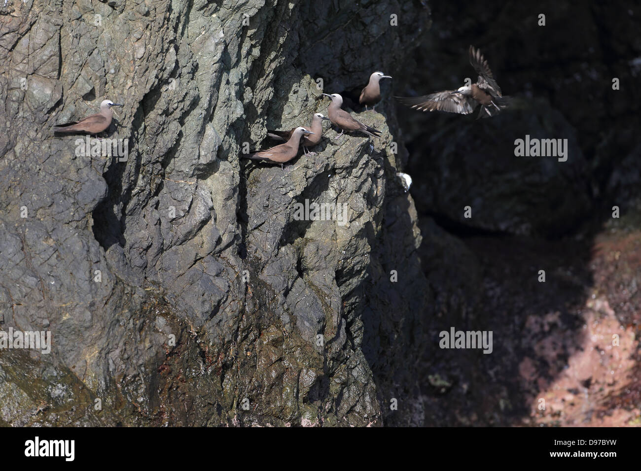 Noddi brun (Anous stolidus) Banque D'Images