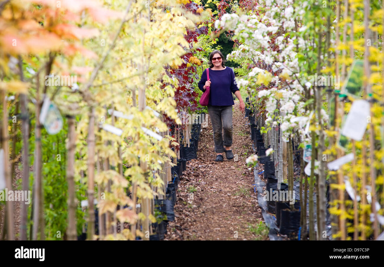 Parution modèle femme marche cours des rangées d'arbres en fleurs colorées dans un centre de jardinage, UK Banque D'Images