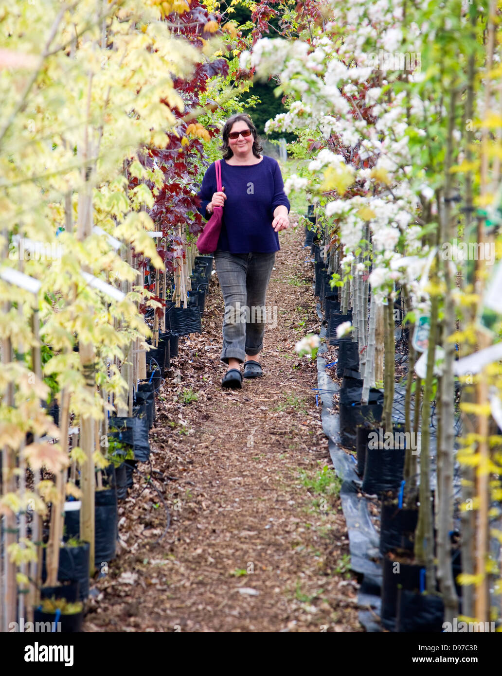 Parution modèle femme marche cours des rangées d'arbres en fleurs colorées dans un centre de jardinage, UK Banque D'Images