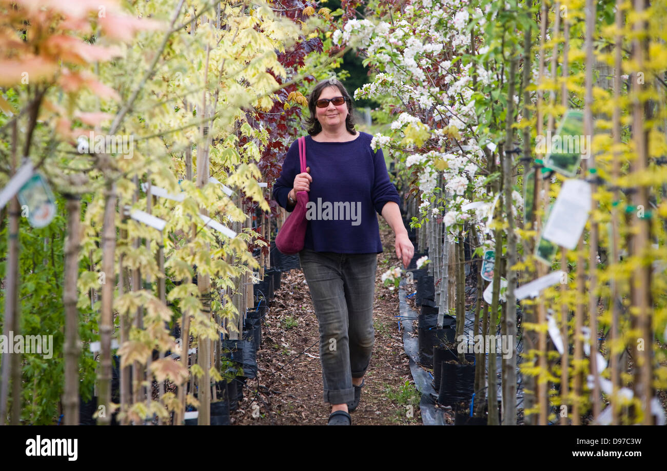Parution modèle femme marche cours des rangées d'arbres en fleurs colorées dans un centre de jardinage, UK Banque D'Images