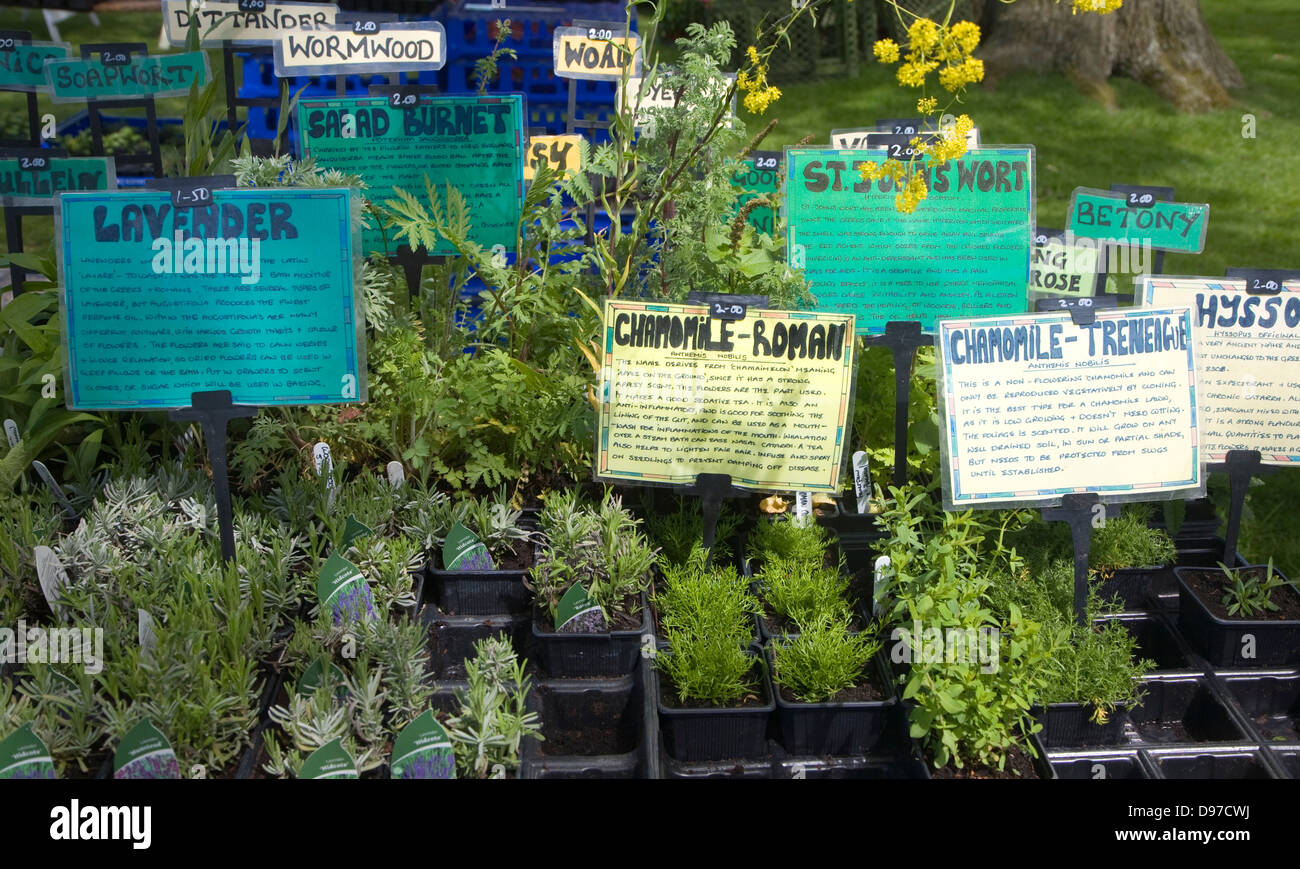 Les plantes d'herbe avec des étiquettes de vente au cours de l'événement jardin à Helmingham Hall, Suffolk, Angleterre Banque D'Images