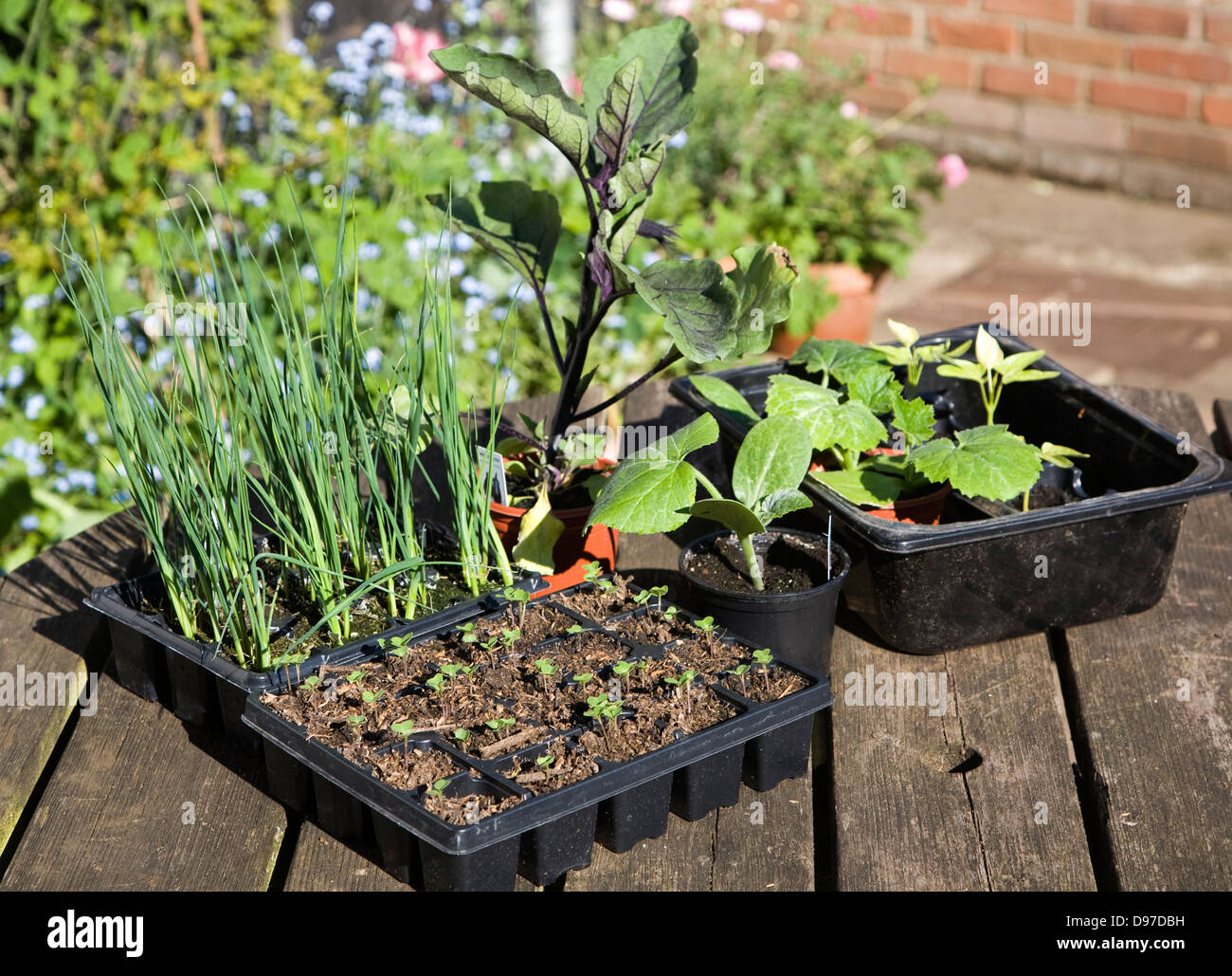 Les plateaux de semis de légumes à l'extérieur sur une table de jardin, UK Banque D'Images