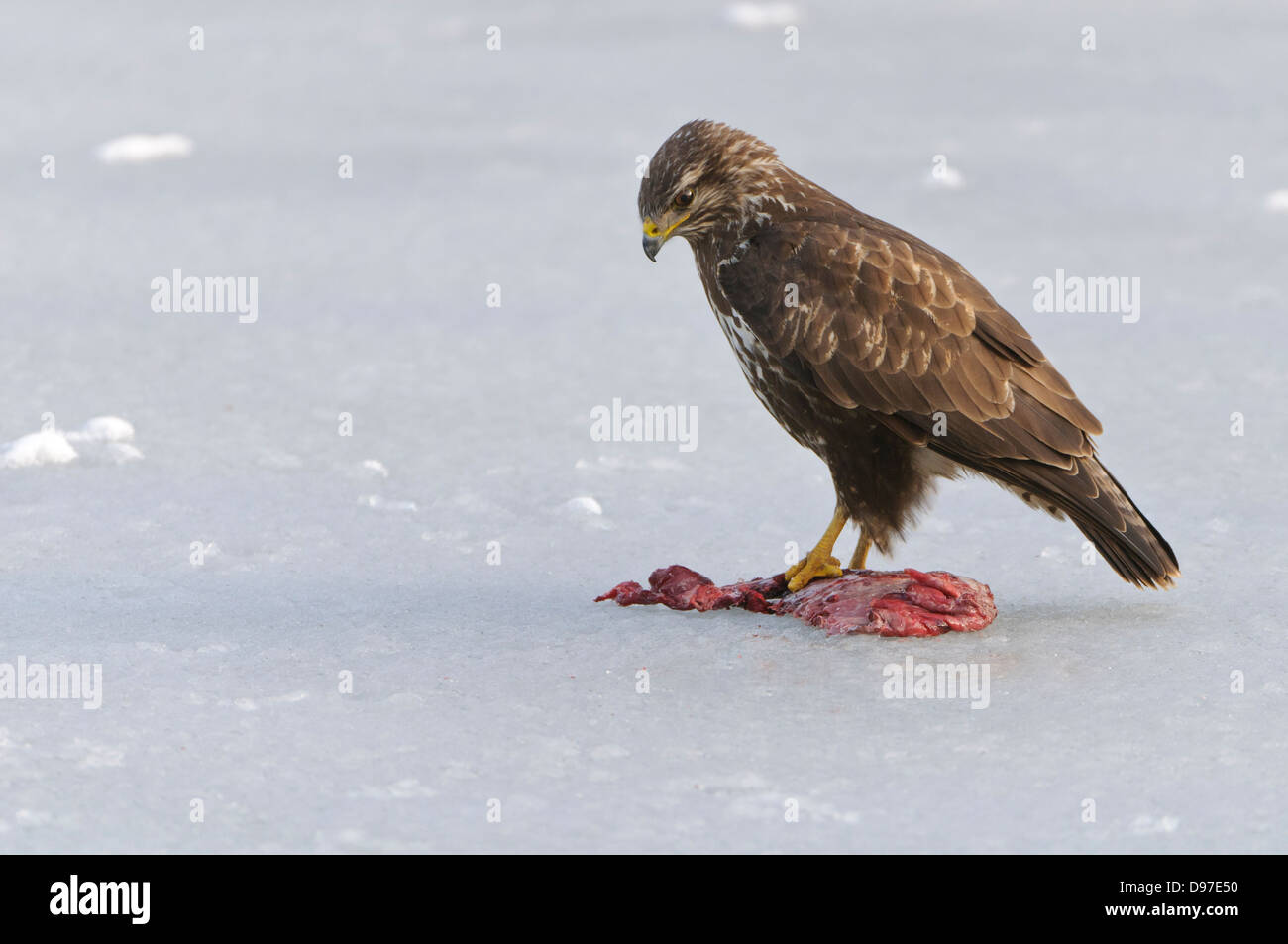 Maeusebussard, Buse variable, Buteo buteo Banque D'Images
