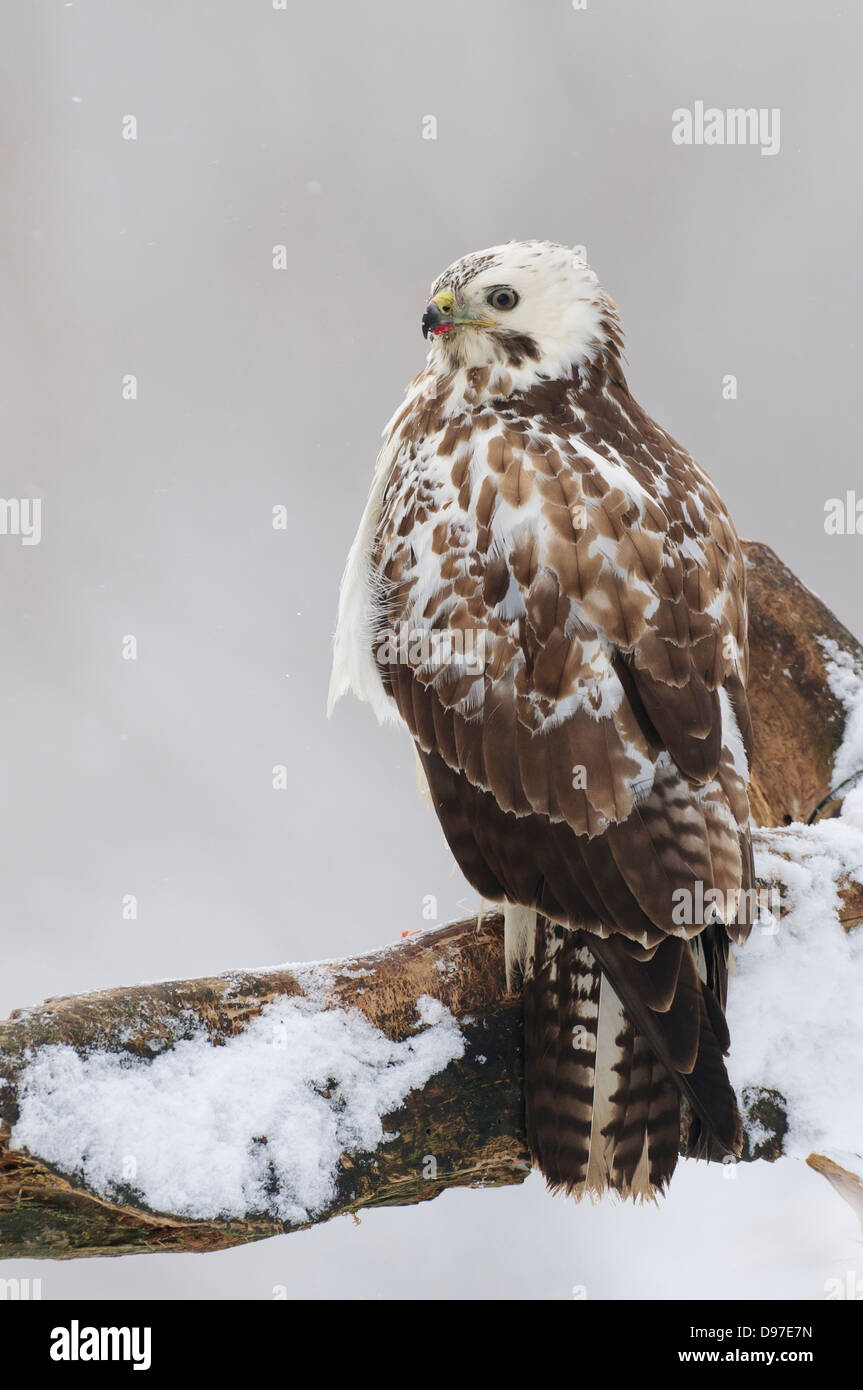 Maeusebussard, Buse variable, Buteo buteo Banque D'Images