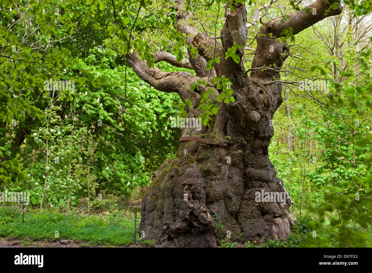 Plus de 1000 ans, le gros ventre le chêne est l'arbre le plus ancien dans la forêt Savernake, Marlborough, Wiltshire, Angleterre. Banque D'Images