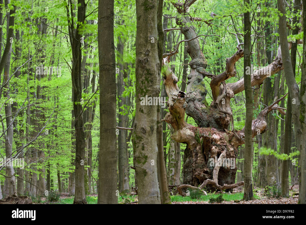 Un chêne centenaire profondément dans un bois de hêtre de la forêt de Savernake, Marlborough, Wiltshire, Angleterre. Printemps (Mai) Banque D'Images