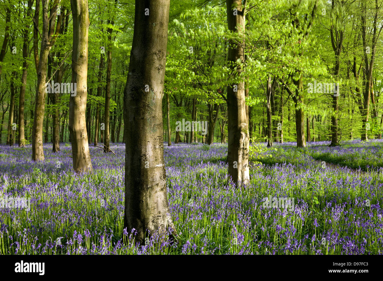 Bluebells de plus en commun un bois de hêtre, bois de l'Ouest, Marlborough, Wiltshire, Angleterre. Printemps (mai). Banque D'Images