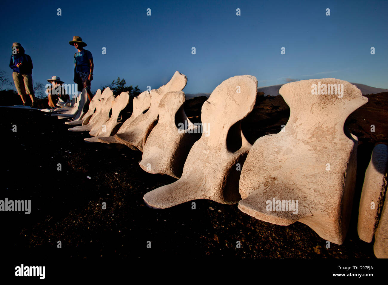 Os de baleine trouvés sur l'île de Fernandina, Espinozo Punta, Galapagos, Equateur Banque D'Images