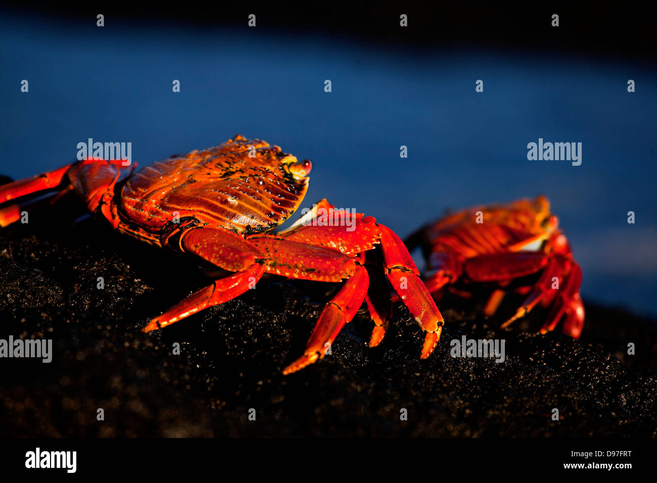 Un Sally Lightfoot Crab, Punta Espinozo, l'île Fernandina, Galapagos Banque D'Images