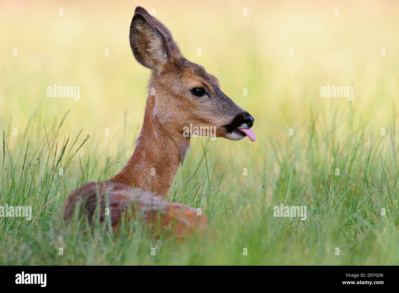 Capreolus capreolus, Reh, Rehwild, chevreuil Banque D'Images