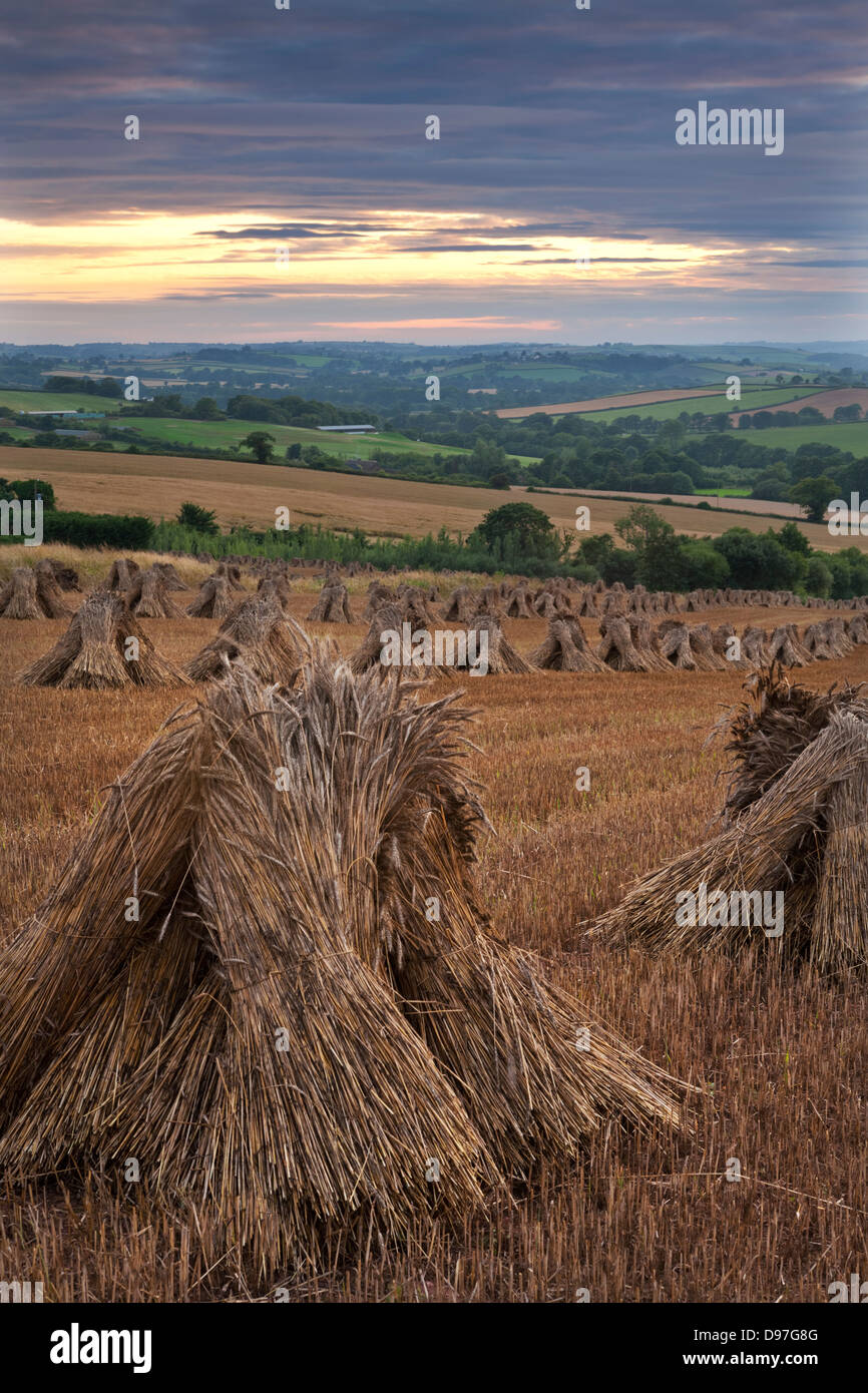 Blé pour couvrir de chaume traditionnels récoltés en moyettes, Devon, Angleterre. L'été 2011 Banque D'Images