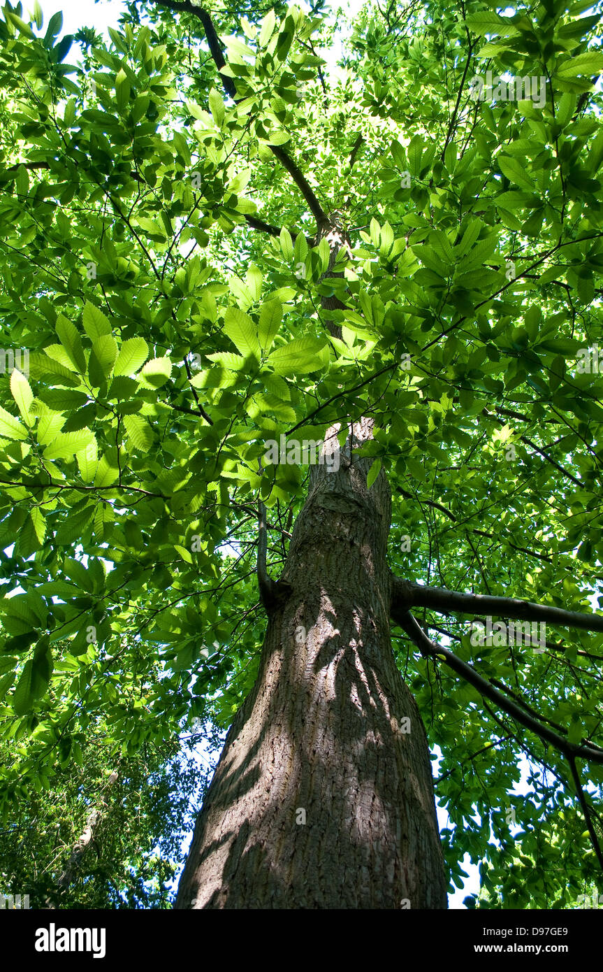 Sweet chestnut tree, Surrey, UK Banque D'Images