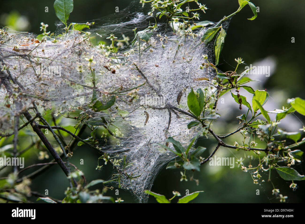 La chenille processionnaire du chêne nid cocon. Les œufs et les chenilles dans diverses étapes de développement à la nymphose. Banque D'Images
