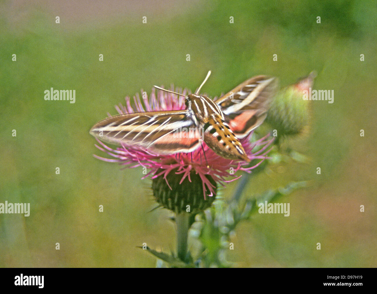 Un western hawk moth planant au-dessus d'un chardon plante dans les Rocheuses Banque D'Images